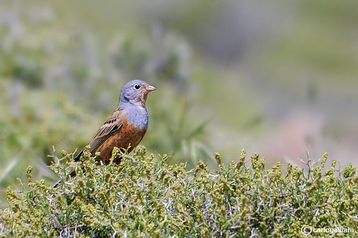 Ortolano grigio -Cretzschmars Bunting (Emberiza caesia)
