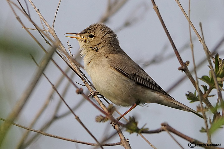 Canapino pallido-Eastern Olivaceous Warbler
