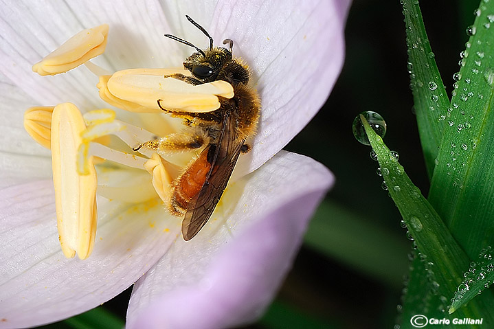 Andrena sp labiata