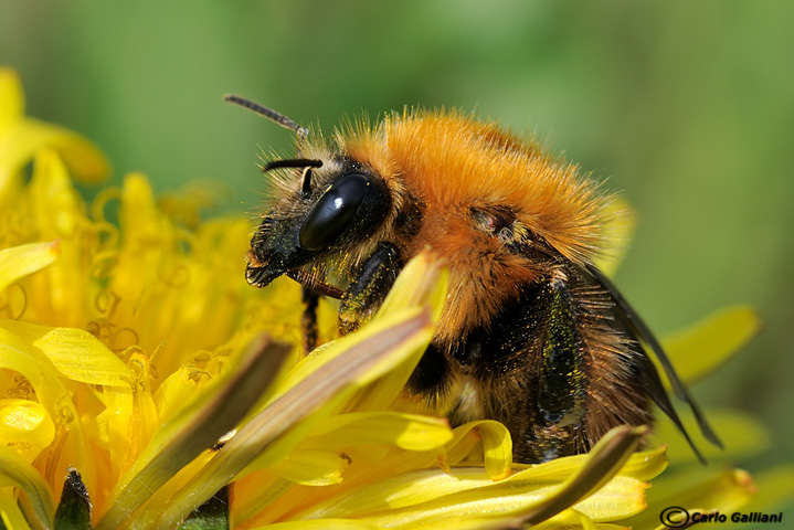 Bombus pascuorum