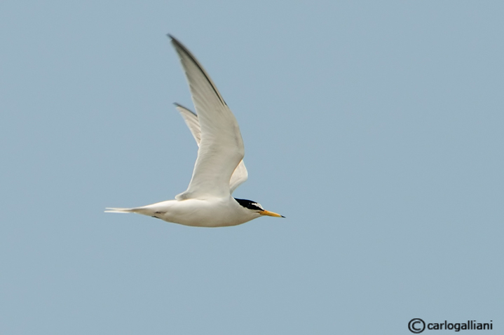 Fraticello-Little Tern  (Sterna albifrons)