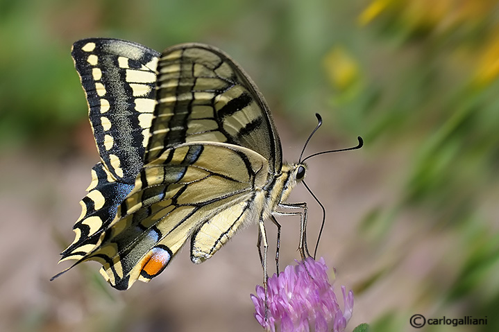Papilio machaon