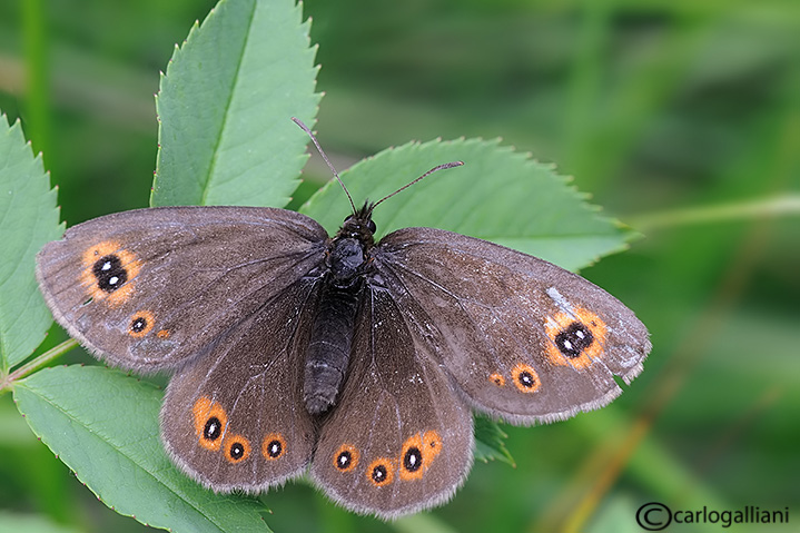 Erebia medusa