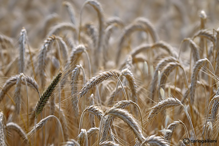 Campo orzo