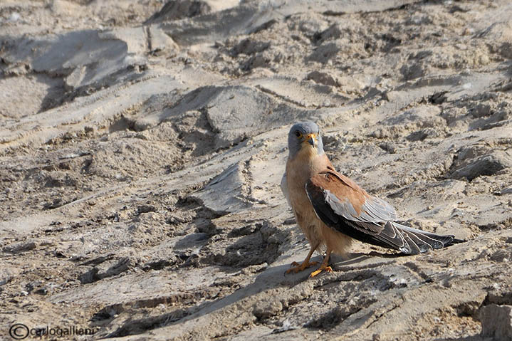 Grillaio (Falco naumanni)