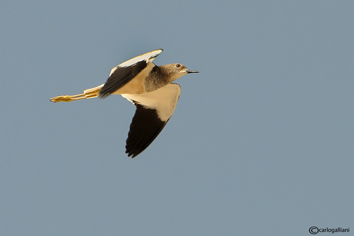 Pavoncella codabianca-White-tailed Lapwing  (Vanellus leucurus)