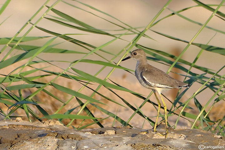 Pavoncella codabianca-White-tailed Lapwing  (Vanellus leucurus)