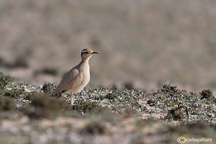 Corrione biondo-Cream-colored Courser  (Cursorius cursor)