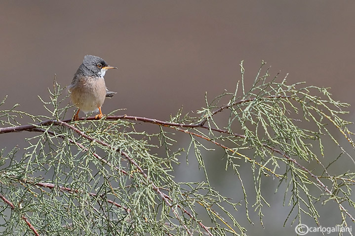 Sterpazzola di Sardegna-Spectacled Warbler (Sylvia conspicillata)