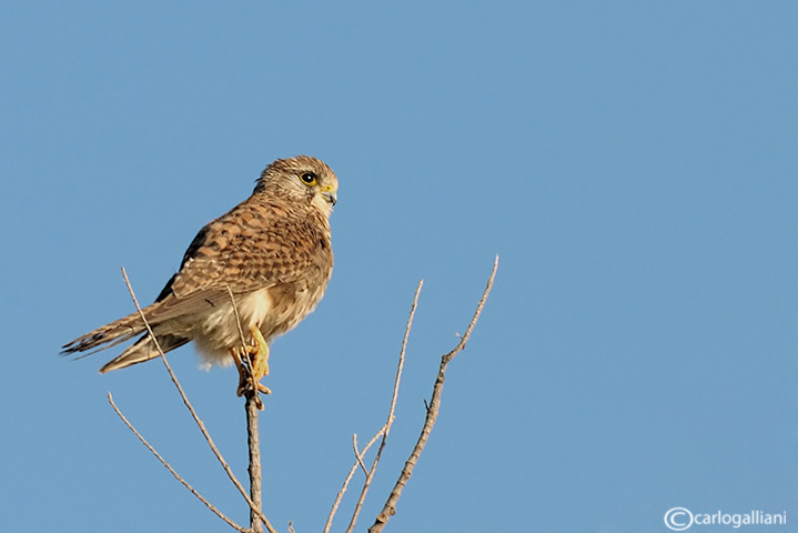 Gheppio -Eurasian Kestrel (Falco tinnunculus ssp. dacotiae)