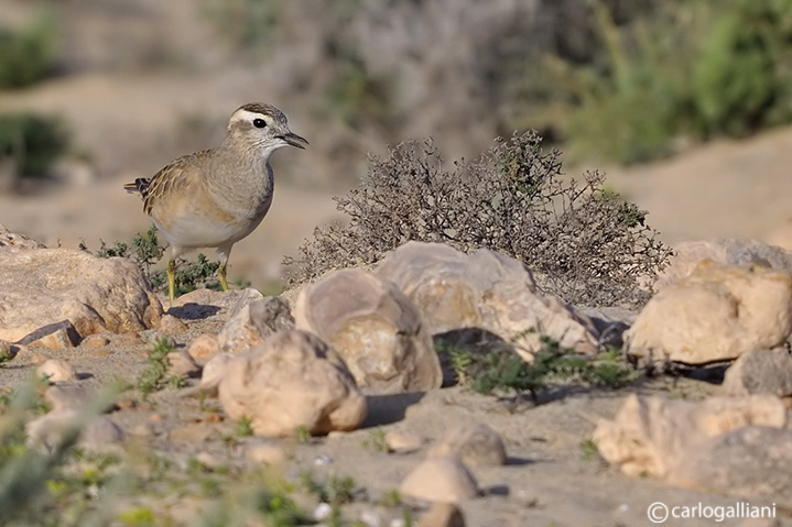Piviere tortolino-Eurasian Dotterel  (Charadrius morinellus)