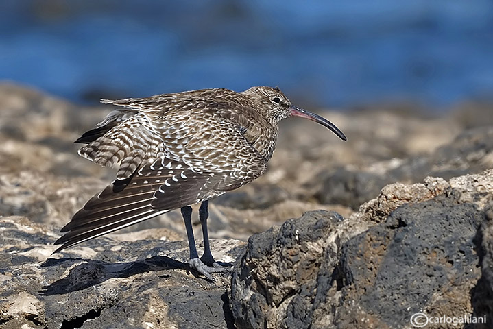 Chiurlo piccolo-Whimbrel  (Numenius phaeopus)