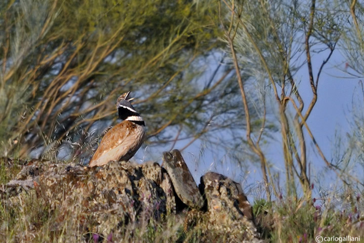 Gallina prataiola-Little Bustard  (Tetrax tetrax)