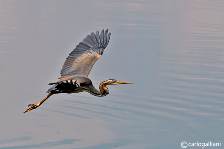 Airone rosso-Purple Heron  (Ardea purpurea)