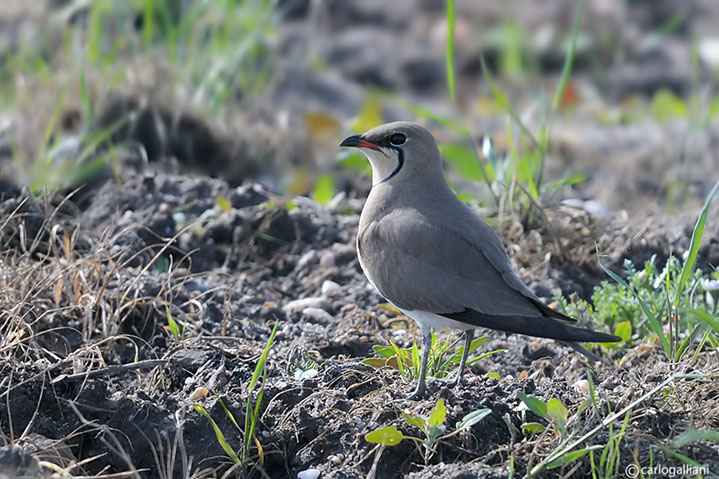 Pernice di mare-Collared Pratincole  (Glareola pratincola)