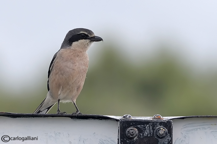 Averla maggiore meridionale -Southern Grey Shrike(Lanius meridionalis)