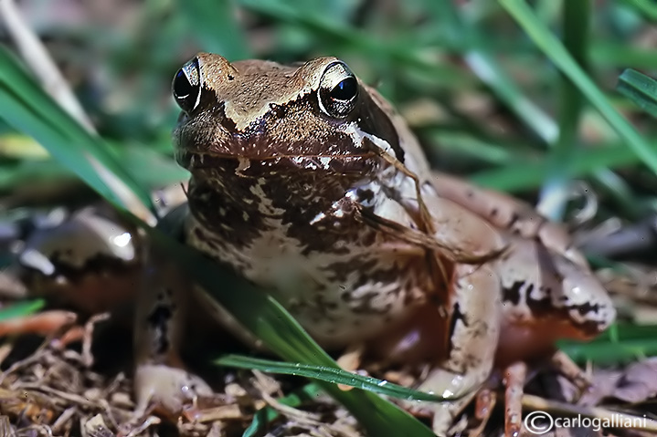 Rana di  lataste-Italian Agile Frog (rana latastei)