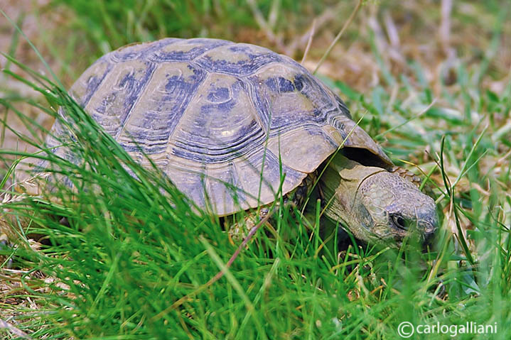 Hermanns Tortoise  (Testudo hermani)