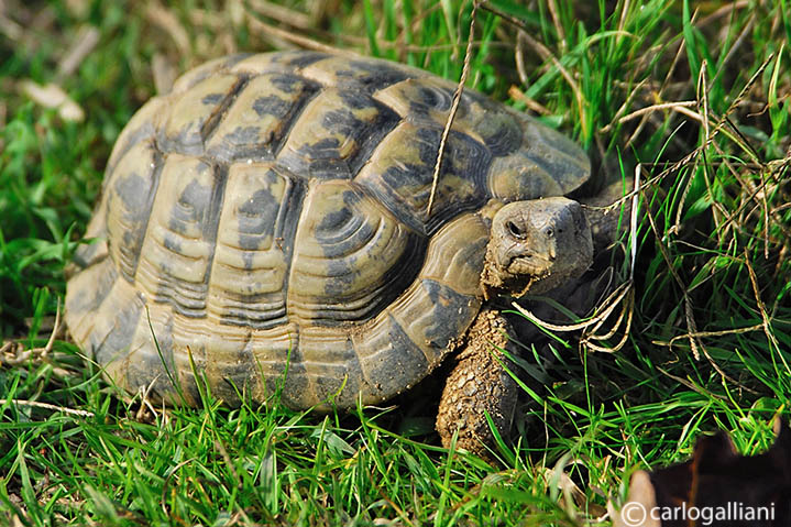 Hermanns Tortoise  (Testudo hermani)