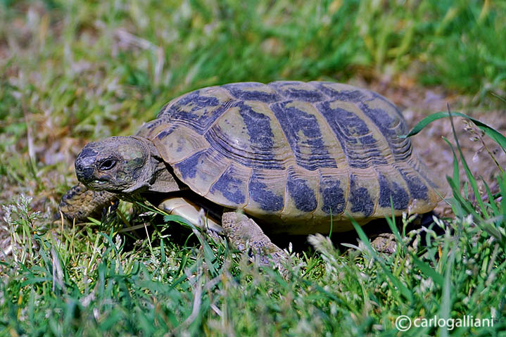 Hermanns Tortoise  (Testudo hermani)