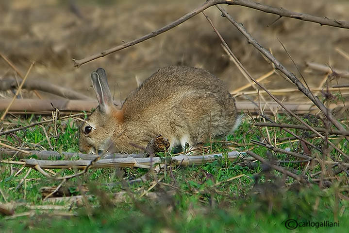 Coniglio selvatico-Rabbit ( Oryctolagus cuniculus )