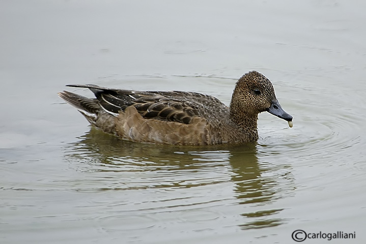 Fischione-	Wigeon (Anas penelope)