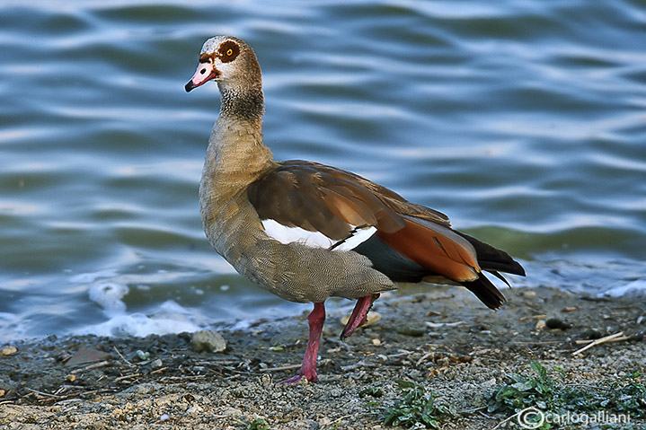 Oca egiziana-Egyptian Goose (Alopochen aegyptiacus)
