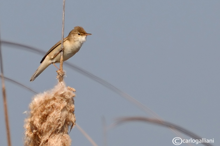 Cannaiola-Reed Warbler (Acrocephalus scirpaceus)	