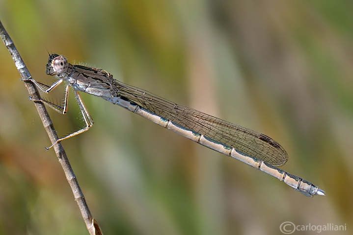 Sympecma paedisca  female