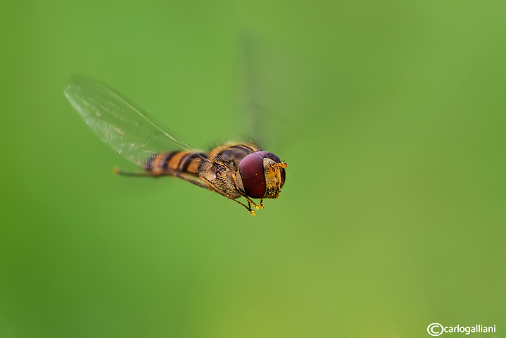 Episyrphus balteatus