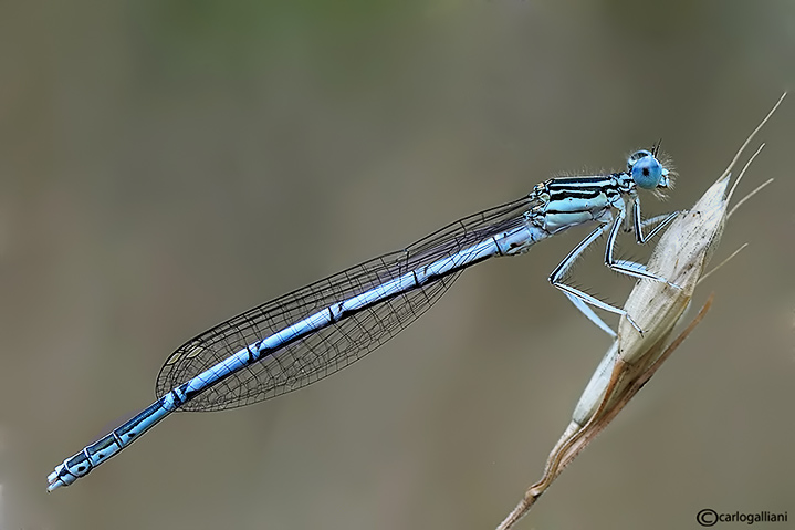 Platycnemis pennipes male