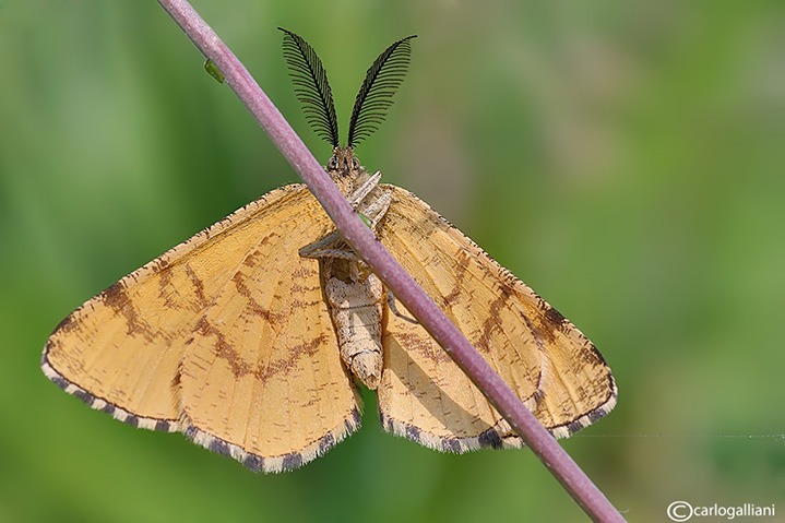 Ematurga atomaria