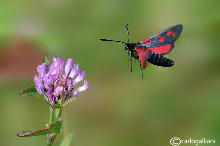 Zygaena filipendula