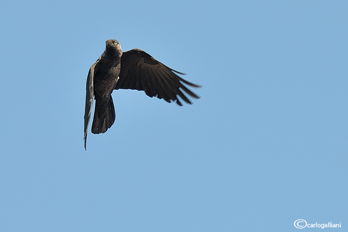 Taccola -Eurasian Jackdaw (Corvus monedula)