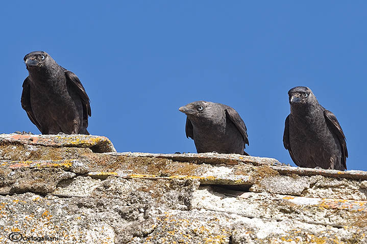 Taccola -Eurasian Jackdaw (Corvus monedula)