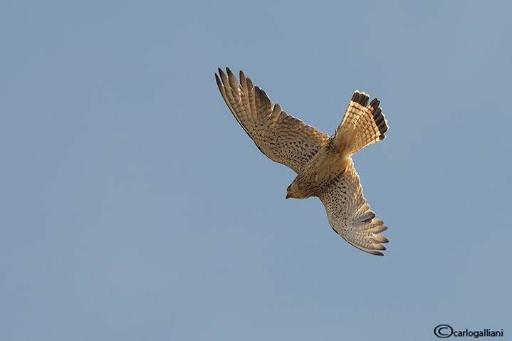 Grillaio- Lesser Kestrel (Falco naumanni)