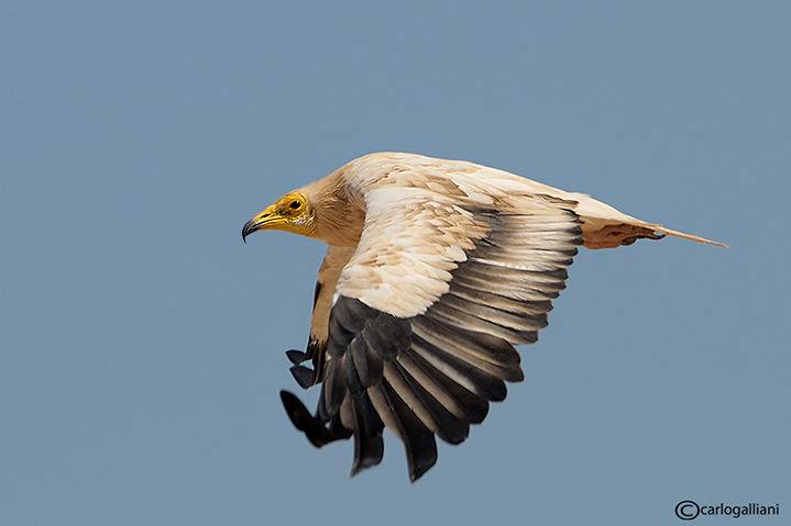 Capovaccaio- Egyptian Vulture (Neophron percnopterus)