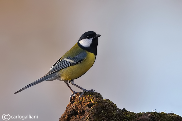 Cinciallegra -Great Tit (Parus major)