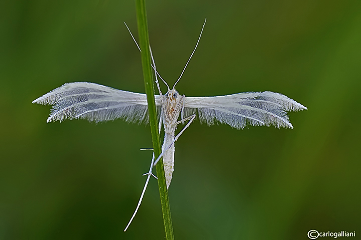 Pterophorus pentadactylus