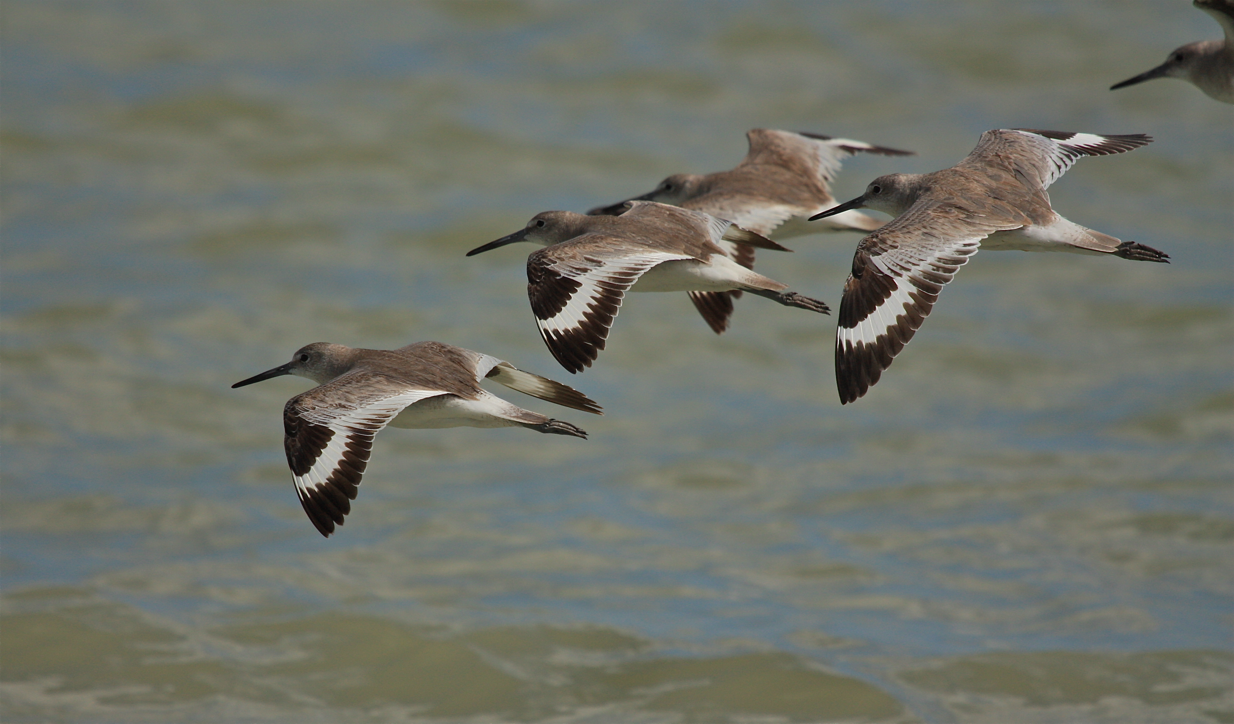 willet