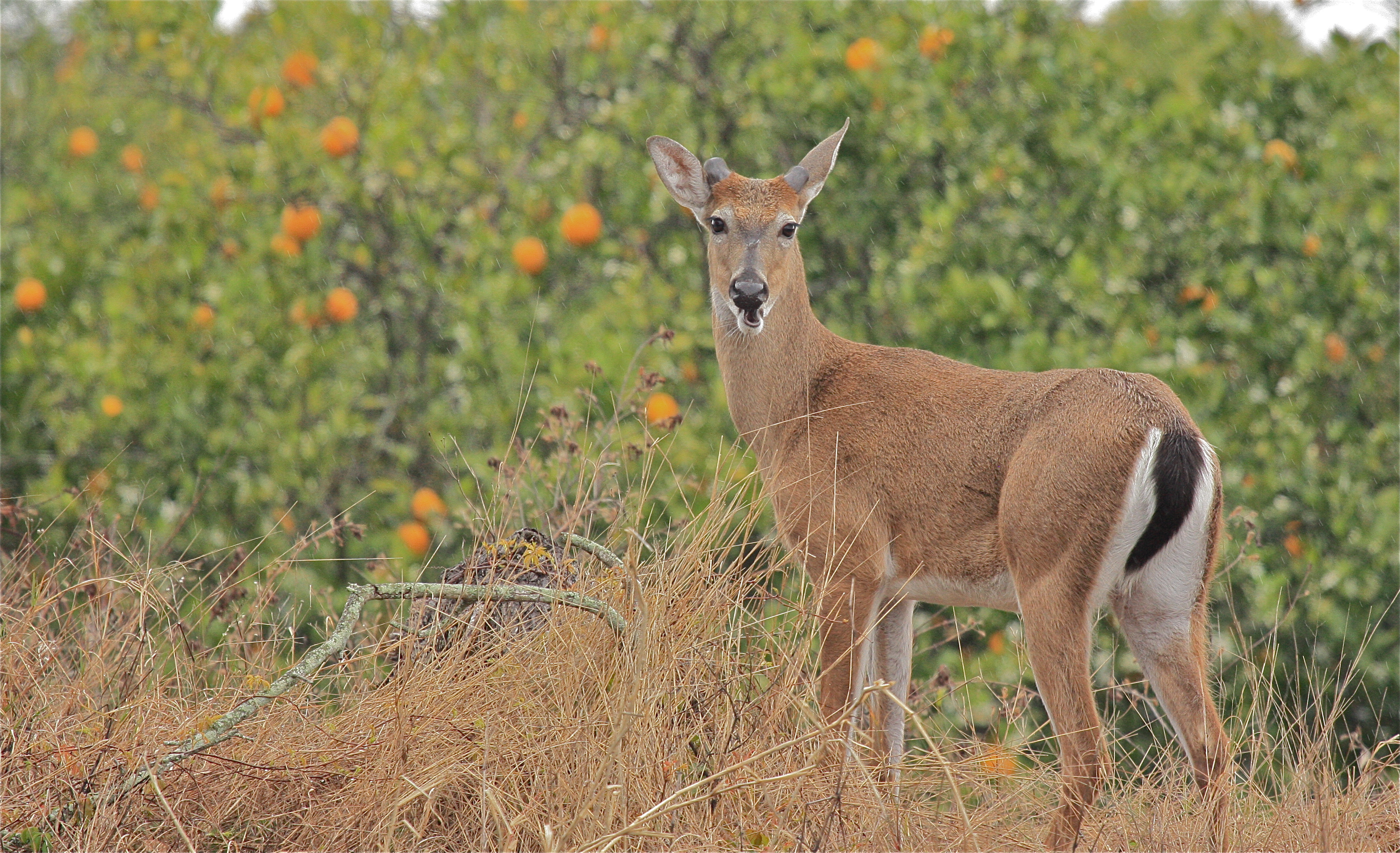 deer and oranges in the rain