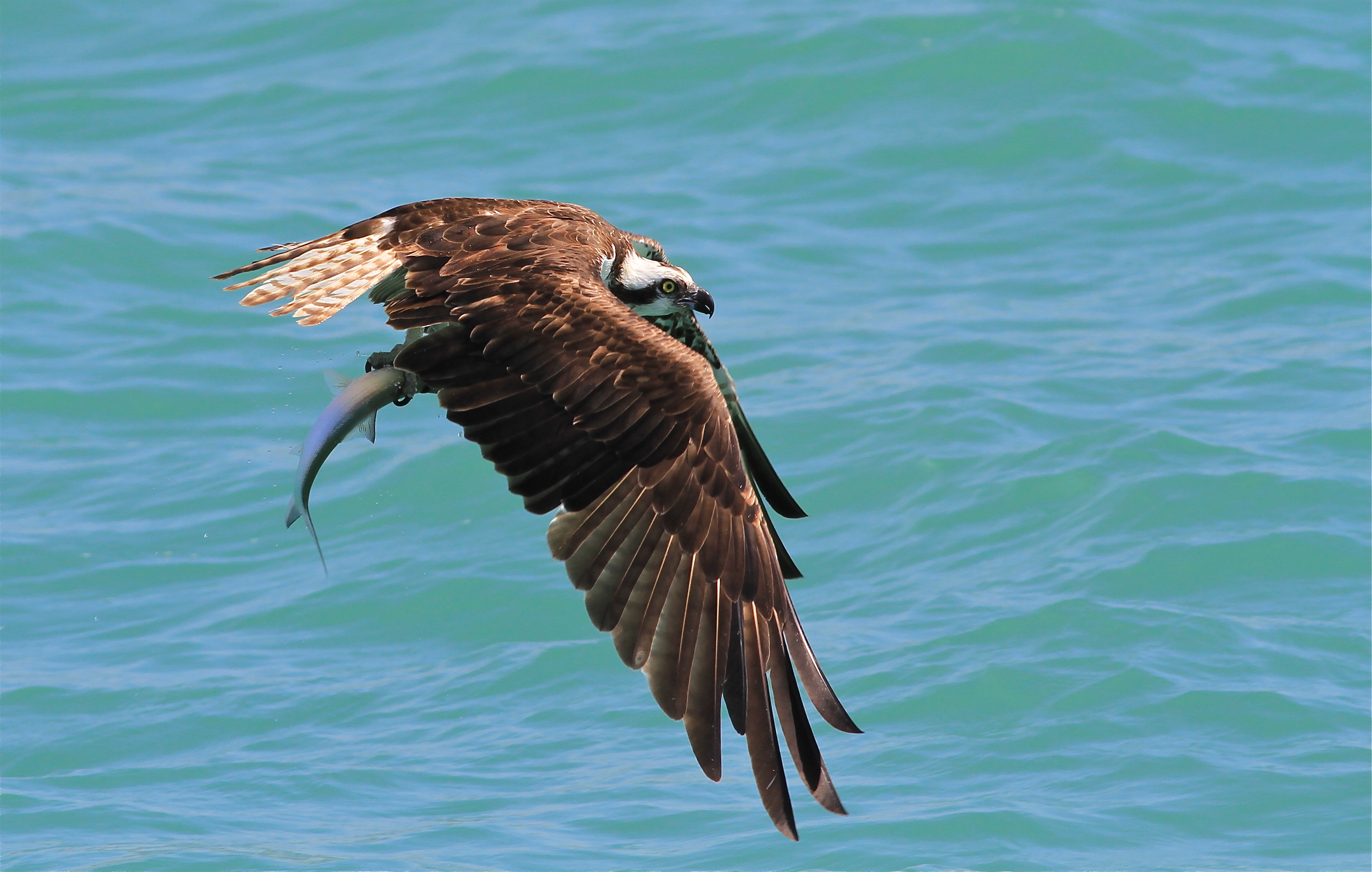 osprey