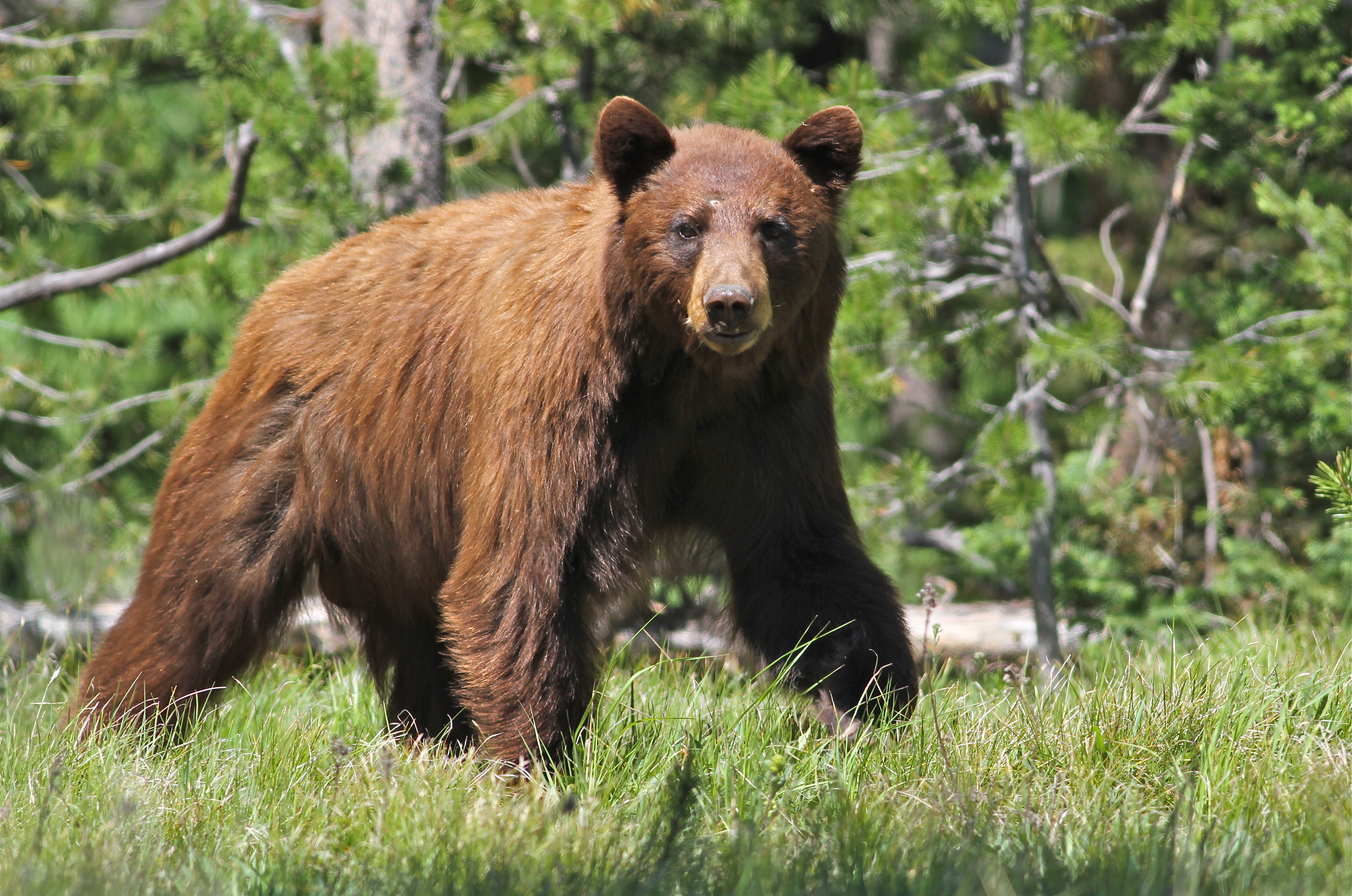 black bear cinnamon-brown coat