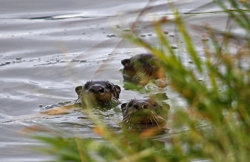 River Otters