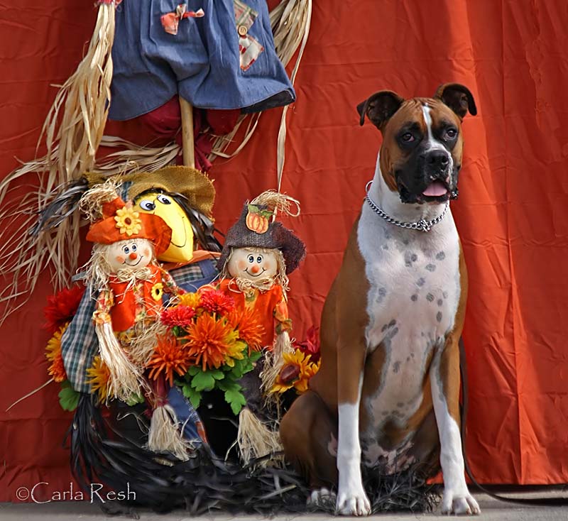 Levi and the ScareCrows