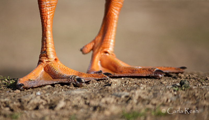 Just Plain old Duck legs