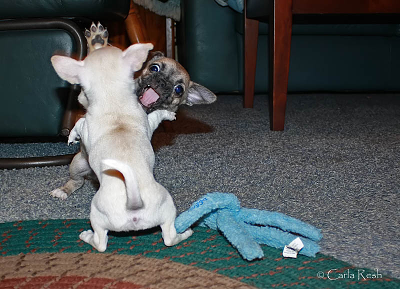 Kung Fu Puppy