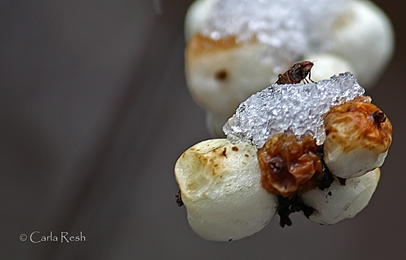 Bugs eye view.....