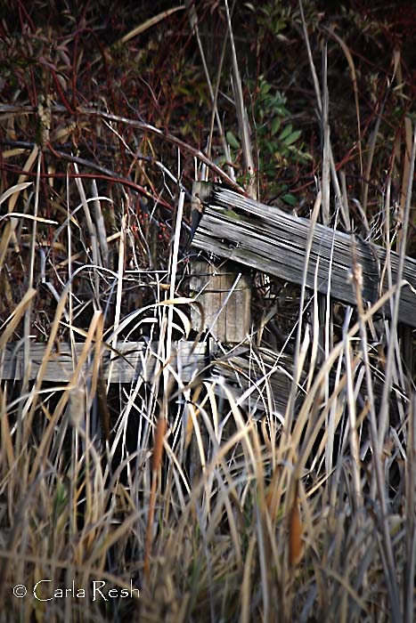 Fence post in weeds