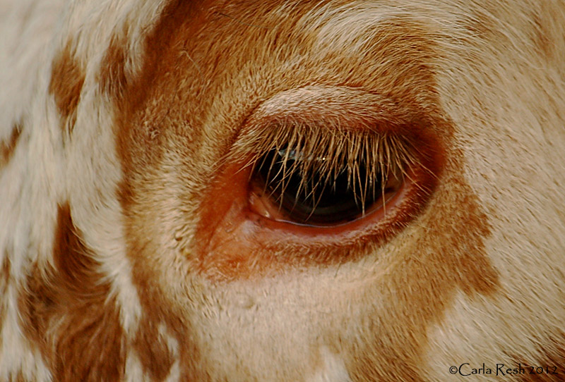 The Eye